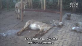 Donkeys in Kenya Slaughtered for Traditional Chinese Medicine