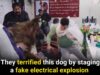 Egypt TV Show Faces Scrutiny over Cruelty to Animals