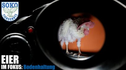 EIER IM FOKUS: Bodenhaltung // SOKO Tierschutz e.V.