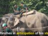 Elephant Beaten 23 Times in 30 Minutes at Elephant Polo and Football Event
