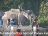 Elephants Abused for Nepal's Chitwan Elephant Festival