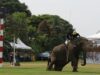 Elephants Beaten With Bullhooks for Thailand's Annual King's Cup Elephant Polo Tournament