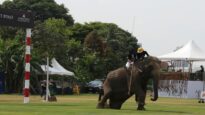 Elephants Beaten With Bullhooks for Thailand's Annual King's Cup Elephant Polo Tournament