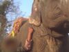 Elephants Beaten With Bullhooks and Sticks for Chitwan Elephant Festival