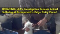 Escarpment’s Edge Dairy