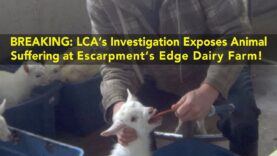 Escarpment’s Edge Dairy