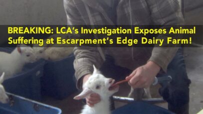 Escarpment’s Edge Dairy