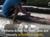Exotic Skins Exposed: Snakes Inflated to Death for Boots and Bags