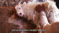 Exposed: The Truth Behind the Cashmere Industry [Graphic]