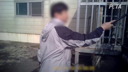 EXTENDED FOOTAGE: Horses in Korea Abused by Racing Industry