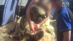 Extreme dierenmishandeling in de wolindustrie van Engeland