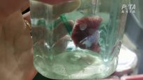 Filth, Suffering and Death at Philippines Betta Fish Supplier