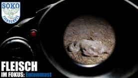 FLEISCH IM FOKUS: Entenmast // SOKO Tierschutz e.V.