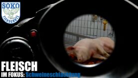 FLEISCH IM FOKUS: Schweineschlachtung // SOKO Tierschutz e.V.