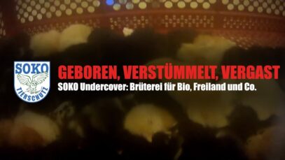 GEBOREN, VERSTÜMMELT, VERGAST – Undercover in einer Brüterei // SOKO Tierschutz e.V.