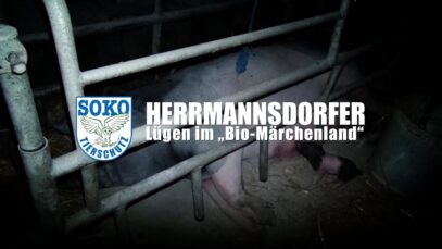 HERRMANNSDORFER – Lügen im “Biomärchenland” // SOKO Tierschutz e.V.