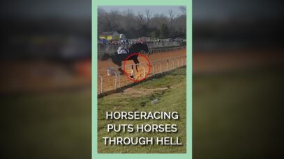 Horse-racing Puts Horses Through Hell #shorts