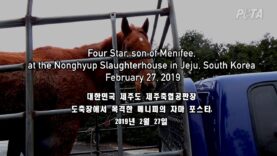 Horses Hit on the Head and Killed by Korean Horse Racing Industry