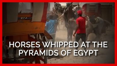 Horses Viciously Whipped at the Pyramids of Egypt