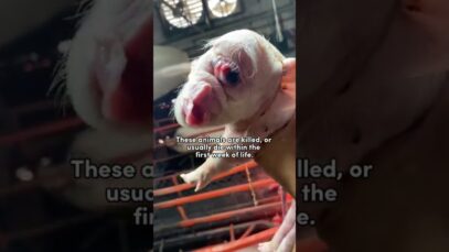 If you don’t think animals deserve to be exploited, suffer and die, then stop forcing them to.