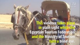 In Egypt's Tourism Industry, Cruelty to Horses is Never-Ending