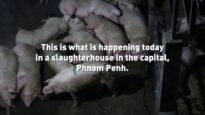 Inside a Pig Slaughterhouse in Cambodia
