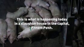 Inside a Pig Slaughterhouse in Cambodia
