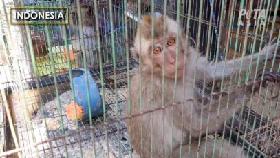 It’s COVID-21 in the Making: Live-Animal Markets Must Be Shut Down