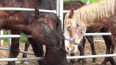 K-Cruelty: Inside South Korea's Largest Horse Slaughterhouse