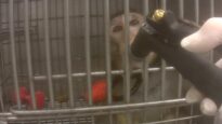 LCA Exposes Cruel Neglect of Macaque Monkeys at ITR Laboratories