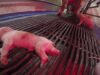 LCA Undercover Investigation Reveals Cruelty at Olymel Pig Supplier!