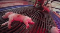 LCA Undercover Investigation Reveals Cruelty at Olymel Pig Supplier!