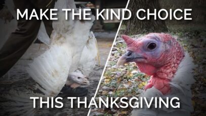 Leave Animals Off Your Plate