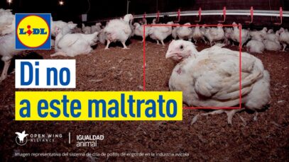 LIDL: Di NO a este MALTRATO ANIMAL