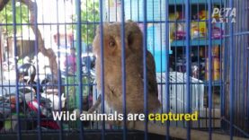 Live-Animal Markets Are Extremely Cruel to Animals
