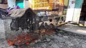 Live-Animal Markets in Indonesia Are Still Open
