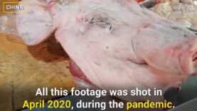 Live-Animal Markets STILL Operating During COVID-19 Pandemic Despite Mounting Death Toll