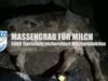 MASSENGRAB FÜR MILCH – Soko Tierschutz recherchiert Milchproduktion // SOKO Tierschutz e.V.