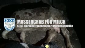 MASSENGRAB FÜR MILCH - Soko Tierschutz recherchiert Milchproduktion // SOKO Tierschutz e.V.
