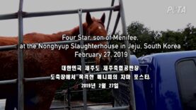 Menifee – One of Korea's Top Sires – Who Was Forced to Breed Despite Heart Condition Has Died