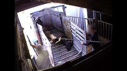 Milch ist tödlich – Das grausame Geschäft mit kranken Milchkühe // SOKO Tierschutz e.V.n