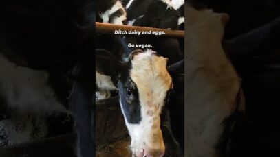 Milk and Dairy Are Sexist. #Shorts