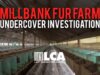 Millbank Fur Farm Investigation