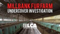 Millbank Fur Farm Investigation