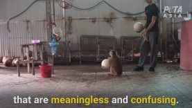 Monkeys Are Abused for Shows in Thailand