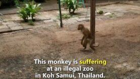 Monkeys Chained, Animals Kept Illegally at Thai Facility
