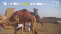 New Footage of Camels Beaten at Birqash Camel Market, Egypt