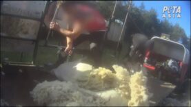 New Footage of the Scottish Wool Industry