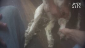New PETA Investigation Reveals Even More Horrific, Pervasive Abuse in the Wool Industry
