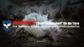 OKTOBERFEST: Kein “Schmankerl” für die Tiere // SOKO Tierschutz e.V.